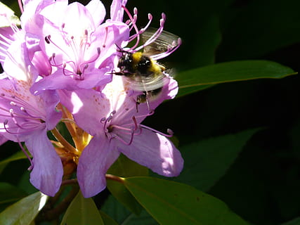 bunga, kumbang, berbunga, bug, serbuk sari, madu, bunga ungu, serangga, tanaman berbunga, kerapuhan, daun bunga, kerentanan, keindahan di alam, tema binatang, menanam, satu binatang, invertebrata, binatang di alam liar, pertumbuhan, satwa liar hewan, kesegaran, hewan, kepala bunga, merapatkan, lebah, hal berkembang, penyerbukan, tidak ada orang, warna merah jambu, di luar rumah, ungu, 2K, CC0, domain publik, bebas royalti