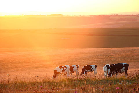 Sonnenuntergang, Buche, Ecke, Prärie, Buche Ecke, Tiere in freier Wildbahn, Tierwelt, Tier, Natur, Tierthemen, Säugetier, Gruppe von Tieren, Himmel, Haustiere, Gras, Vieh, Landschaft, Schönheit in der Natur, Umgebung, inländisch, Szenen - Natur, Land, Pflanze, weiden, Feld, Sonne, keine Leute, draußen, 5K, CC0, gemeinfrei, lizenzfrei