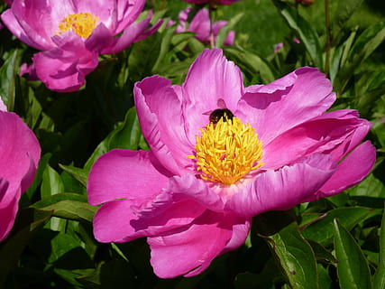 geranium, öppna, vår, blommande växt, blomma, kronblad, bräcklighet, sårbarhet, växt, friskhet, skönhet i naturen, blomhuvud, tillväxt, närbild, blomställning, rosa färg, ryggradslös, insekt, pollen, djur-, djurteman, natur, djur i det vilda, inget folk, pollinering, lila, 4K, CC0, offentligt domän, royaltyfria