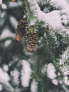 superficiale, fotografia a fuoco, pigna, fotografia, verde, maschio, fiori di pinecone, la neve, rivestito, albero, inverno, freddo, natura, Natale, brina, ramo, freddo - temperatura, ghiaccio, stagione, congelato, foresta, Pino, albero sempreverde, avvicinamento, Abete, albero di conifere, all'aperto, nessuno, pianta, crescita, giorno, concentrarsi sulle conoscenze acquisite, bellezza nella natura, freschezza, temperatura fredda, messa a fuoco selettiva, colore verde, cibo e bevande, sospeso, cibo, ago - parte vegetale, 4K, CC0, dominio pubblico, privo di copyright