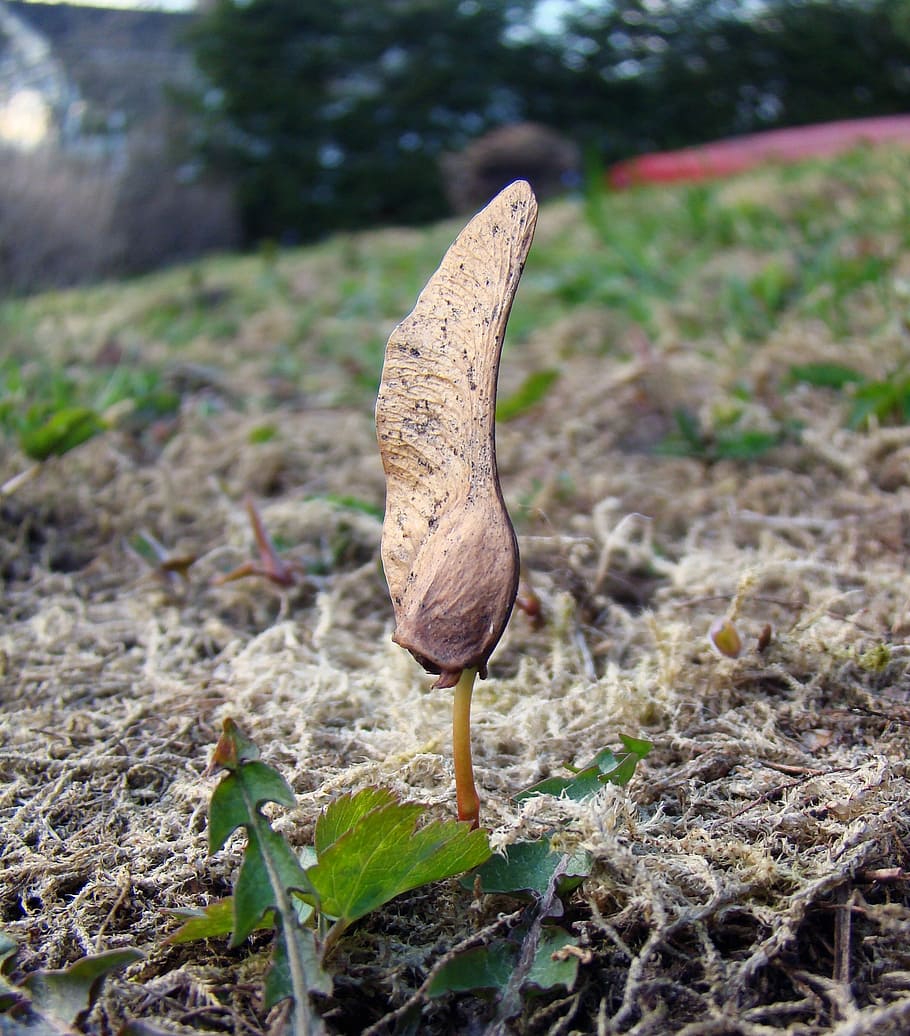 llavor, arbre, maple, nas, germinar, planta, ocell, naturalesa, vida salvatge, animal, creixement, terra, cap gent, dia, camp, centrar-se en primer pla, part de la planta, primer pla, full, bellesa a la natura, enfocament selectiu, vegetals, a l'aire lliure, fauna animal, sec, un animal, temes d'animals, brutícia, nivell superficial, 1080P