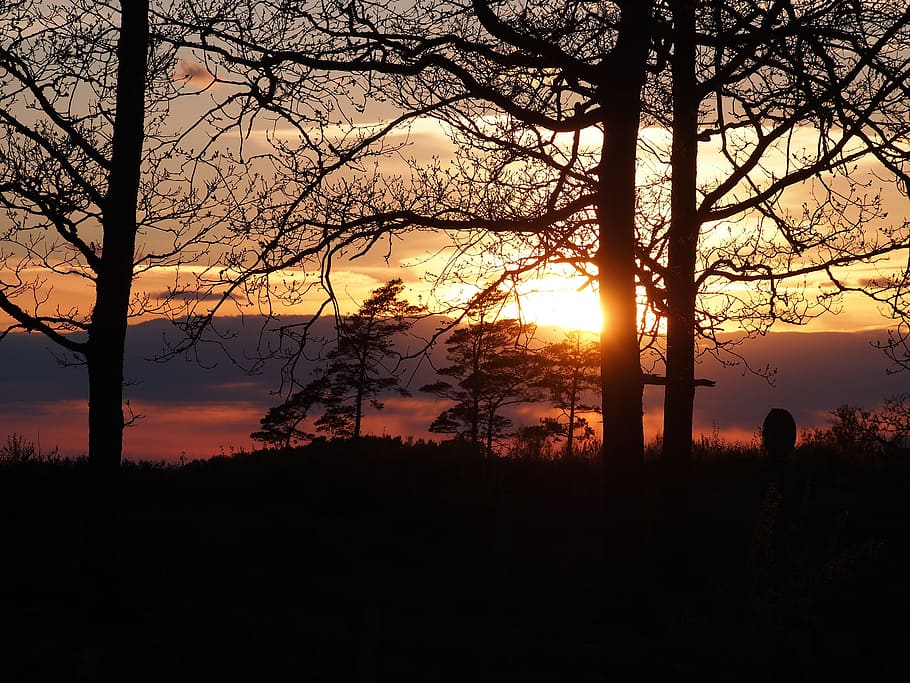 posta de sol, crepuscle, bosc, arbre, bellament, silueta, naturalesa, incendi forestal, bellesa a la natura, planta, cel, escena tranquil·la, tranquil·litat, escenics - natura, color taronja, idíl·lic, escena no urbana, terra, núvol - cel, tronc, tronc de l'arbre, arbre nu, sol, branca, cap gent, a l'aire lliure, 4K