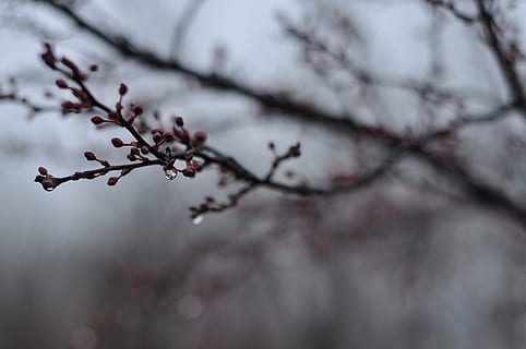 primavera, pluja, germinació, planta, arbre, bellesa a la natura, branca, naturalesa, enfocament selectiu, flor, creixement, planta amb flors, cap gent, fragilitat, centrar-se en primer pla, primer pla, frescor, a l'aire lliure, vulnerabilitat, flor de cirerer, enfocament suau, cirerer, 4K, CC0, domini públic, lliure de regalies