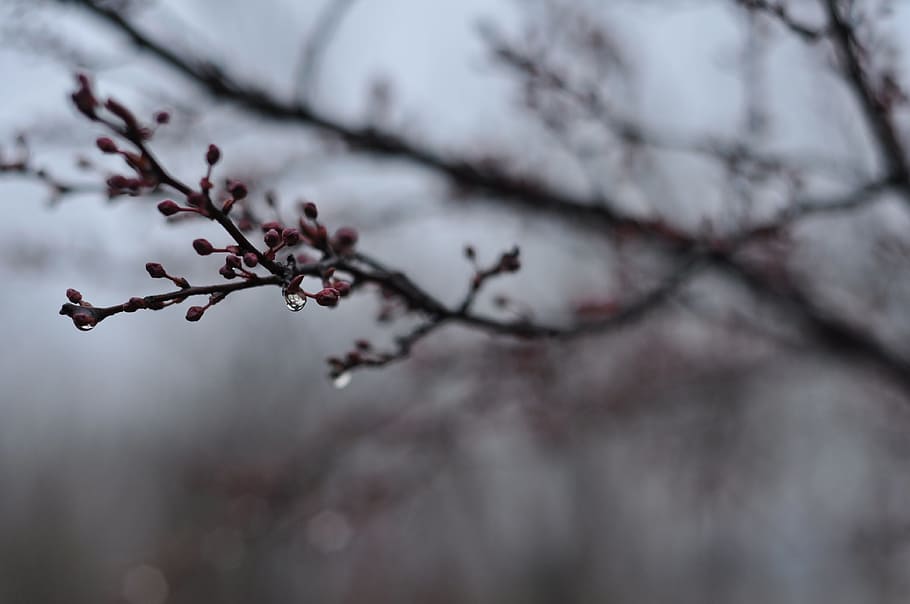 primavera, pluja, germinació, planta, arbre, bellesa a la natura, branca, naturalesa, enfocament selectiu, flor, creixement, planta amb flors, cap gent, fragilitat, centrar-se en primer pla, primer pla, frescor, a l'aire lliure, vulnerabilitat, flor de cirerer, enfocament suau, cirerer, 4K