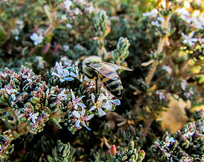 abeja, insecto, macro, ocupado, trabajando, un animal, nadie, temas de animales, naturaleza, animales en la naturaleza, día, flor, planta, invertebrado, crecimiento, fauna animal, animal, belleza en la naturaleza, planta floreciendo, fragilidad, vulnerabilidad, de cerca, frescura, centrarse en primer plano, polinización, cabeza de flor, ala animal, mariposa - insecto, 2K, CC0, dominio público, libre de derechos
