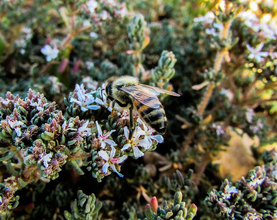 abella, insecte, macro, ocupat, treball, un animal, cap gent, temes d'animals, naturalesa, animals a la natura, dia, flor, planta, invertebrat, creixement, fauna animal, animal, bellesa a la natura, planta amb flors, fragilitat, vulnerabilitat, primer pla, frescor, centrar-se en primer pla, polinització, cap de flor, ala dels animals, papallona - insecte, 2K