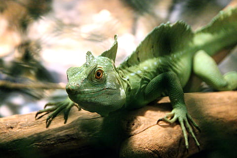 bendras bazilikas, bazilikas, driežas, driežas, bazilisk, basiliscus basiliscus, ropliai, gyvūnas, terariumas, zoologijos sodas, žalias, krupnyj planas, vaizdas, pobūdį, žalia spalva, laukinės gamtos, amfibija, gyvūnai ir gyvūnai, chameleonas, vienas gyvūnas, gyvūnų gyvūnija, gyvūnų temos, gyvūnams, stuburiniai, Iš arti, nėra žmonių, sutelkti dėmesį į naujas žinias, dieną, gyvūnų kūno dalis, medis, filialas, atrankinis dėmesys, augalų, lauke, gyvūnų galva, gyvūnų skalė, iguana, 2K, CC0, Viešasis domenas, nemokamai