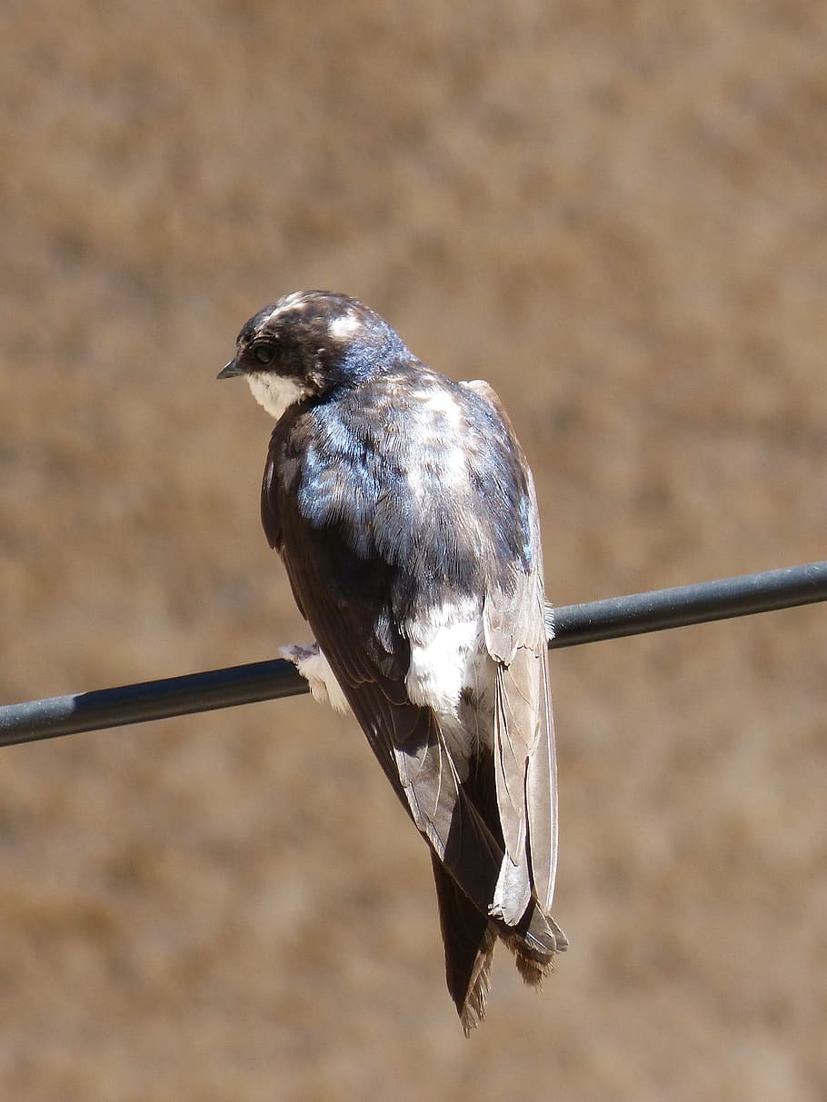 cable, empassar, oreneta, iridescent, hirundo rustica, ocell, vertebrats, un animal, temes d'animals, animals a la natura, animal, fauna animal, centrar-se en primer pla, posat, cap gent, dia, primer pla, naturalesa, a l'aire lliure, mirant, mirant cap a fora, bec, llum solar, longitud completa, 2K