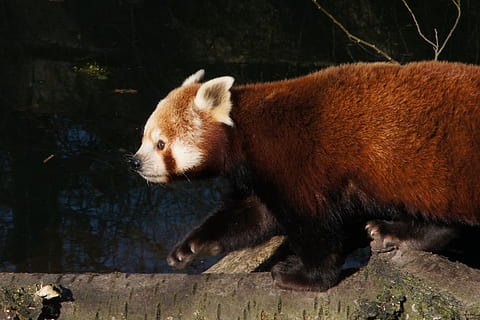 panda, punainen panda, Panda karhu, saalistaja, uhanalainen, eläin, eläinten teemoja, yksi eläin, nisäkäs, eläinten villieläimet, eläimiä, selkärankainen, ei ihmisiä, puu - materiaali, päivä, ulkona, panda - eläin, sivukuva, luonto, katse pois, ruskea, vankeudessa, eläintarha, keskittyä etualalle, parta, profiilinäkymä, kasvissyöjä-, 2K, CC0, public domain, rojaltivapaa