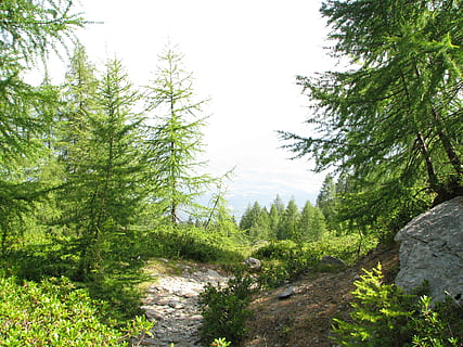 camí forestal, sender de muntanya, camí migratori, bosc de làrix, planta, arbre, creixement, color verd, bellesa a la natura, tranquil·litat, terra, naturalesa, bosc, escena tranquil·la, escena no urbana, escenics - natura, cap gent, dia, cel, sendera, remot, medi ambient, direcció, a l'aire lliure, ruta, 2K, CC0, domini públic, lliure de regalies