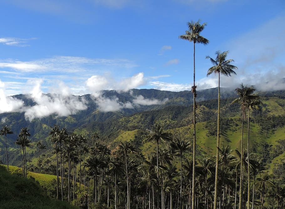 paisatge, muntanyes, cera de palma, tolima, planta, arbre, Palmera, clima tropical, bellesa a la natura, creixement, cel, escenics - natura, escena tranquil·la, tranquil·litat, núvol - cel, muntanya, naturalesa, medi ambient, terra, escena no urbana, dia, color verd, cap gent, a l'aire lliure, palmera de coco, arbre tropical, 4K