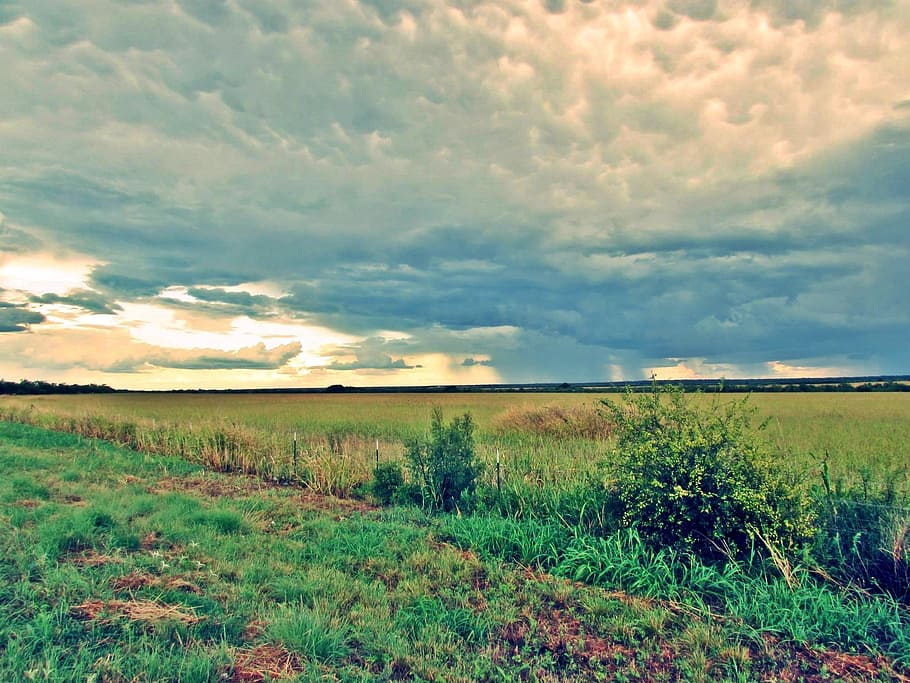 verd, camp de gespa, blanc, núvols, texas, cel, tempesta, camp, núvol - cel, bellesa a la natura, tranquil·litat, paisatge, escena tranquil·la, escenics - natura, terra, planta, medi ambient, herba, naturalesa, creixement, cap gent, escena no urbana, horitzó, horitzó sobre la terra, idíl·lic, escena rural, 1080P