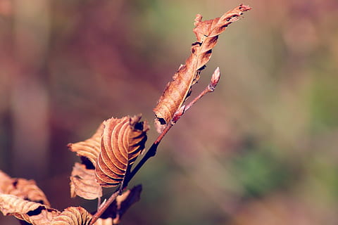 falle, blader, treblad, brun, dyr, nærbilde, natur, dyreliv, dyre temaer, fokusere på forgrunnen, ingen folk, dyr i naturen, dag, blad, plante del, høst, anlegg, endring, ett dyr, utendørs, skjønnhet i naturen, selektiv fokusering, tre, land, naturlig tilstand, 1080P, CC0, offentlig domene, opphavsrett gratis