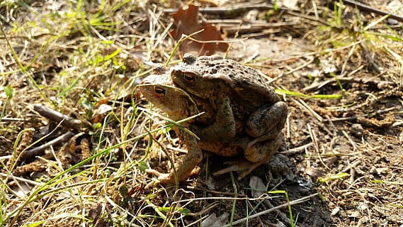 sapo, anfibios, emparejamiento, migración de sapo, animal, campo, temas de animales, tierra, fauna animal, reptil, un animal, animales en la naturaleza, anfibio, vertebrado, naturaleza, nadie, rana, día, planta, de cerca, vista de alto ángulo, lagartija, luz del sol, centrarse en primer plano, 5K, CC0, dominio público, libre de derechos