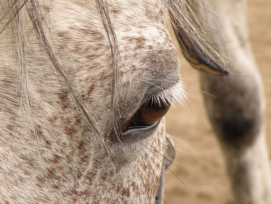 cavall, fosc, ull, algues, cap, blanc, fosc, ull, crinera, Perfil, un animal, temes d'animals, part del cos dels animals, cap d’animals, animals domèstics, primer pla, animal, mamífer, bestiar, vertebrats, mascotes, nacional, centrar-se en primer pla, cap gent, ull d’animals, fauna animal, animal de treball, dia, a l'aire lliure, boca d’animals, herbívors, nas animal, musell, 2K