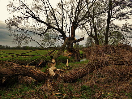 albero, castoro, primavera, pianta, albero nudo, la tranquillità, tronco d'albero, ramo, tronco, terra, nessuno, natura, legno - materiale, campo, legna, scena tranquilla, cielo, ceppo, scena non urbana, giorno, foresta, bellezza nella natura, all'aperto, pianta morta, 4K, CC0, dominio pubblico, privo di copyright