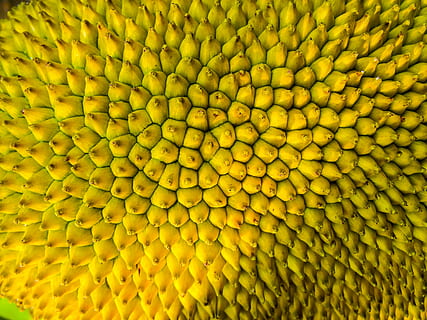 vicino, foto, jackfruit, Jack, jack frutto, conchiglia, fotogramma intero, sfondi, testa di fiore, giallo, fiore, avvicinamento, pianta fiorita, freschezza, infiorescenza, nessuno, modello, fragilità, pianta, vulnerabilità, petalo, strutturato, bellezza nella natura, crescita, modello naturale, giorno, 2K, CC0, dominio pubblico, privo di copyright