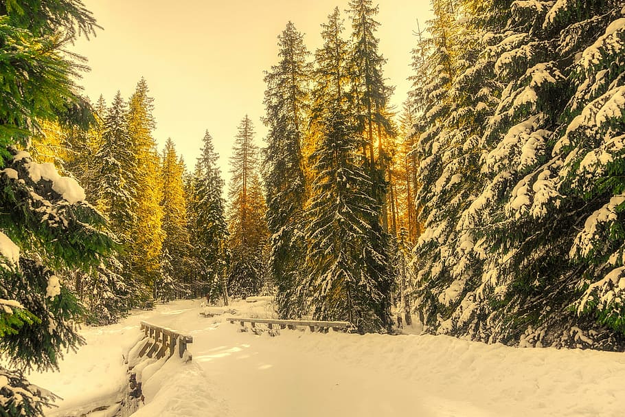 beige, bro, dækket, sne, dagtimerne, vinter, Skov, træer, landskab, vej, natur, udendørs, Land, landdistrikterne, frost, kold, hdr, træ, kold temperatur, fyrretræ, ingen mennesker, plante, scenics, skønhed i naturen, ro, rolig scene, scenics - natur, vækst, jord, dækker, ikke-urbane scene, bjerg, himmel, nåletræ, 1080P