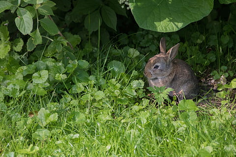 conill, prat, parc, càsting, ciutat, prat, parc, verd, naturalesa, criatura, animal, bonic, herba, pell, conill salvatge, orella, mamífer, fotografia de fauna salvatge, rosegador, animals joves, conills silvestres, un animal, fauna animal, animals a la natura, temes d'animals, planta, color verd, full, part de la planta, vertebrats, creixement, dia, terra, cap gent, camp, arbre, a l'aire lliure, 5K, CC0, domini públic, lliure de regalies
