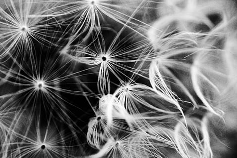 Graustufenblume, fliegend, Luft, Löwenzahn, Blume, Licht, Makro, Schwarz und weiß, Natur, Samen, Nahansicht, Pflanze, Sommer-, blühende Pflanze, Frische, Zerbrechlichkeit, Verletzlichkeit, Schönheit in der Natur, Hintergründe, Wachstum, keine Leute, Vollbild, Löwenzahnsamen, Weichheit, Blütenstand, Blütenkopf, schwarzer Hintergrund, 1080P, CC0, gemeinfrei, lizenzfrei