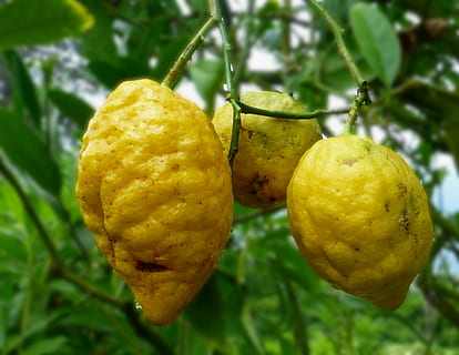 citrony, žlutá, shell, citrónovník, jídlo, citrusové ovoce, ovoce, citrón, Příroda, svěžest, list, organický, zemědělství, Zdravé stravování, rostlina, detail, jídlo a pití, zaměřit se na popředí, nikdo, růst, rostlinné části, strom, blahobyt, zelená barva, den, venku, zralý, 4K, CC0, veřejná doména, bez autorských práv