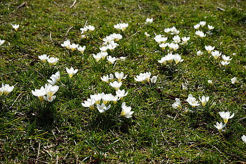 krokus, hvitt lys, blomst, vår, hvit, lys, bühen, fargerik, farge, vakker, skynde, eng, gress, hvit farge, natur, grønn farge, anlegg, blomstrende plante, friskhet, skjønnhet i naturen, skjørhet, sårbarhet, vekst, land, felt, ingen folk, dag, petal, høy vinkel visning, nærbilde, inflorescence, blomsterhodet, utendørs, 5K, CC0, offentlig domene, opphavsrett gratis