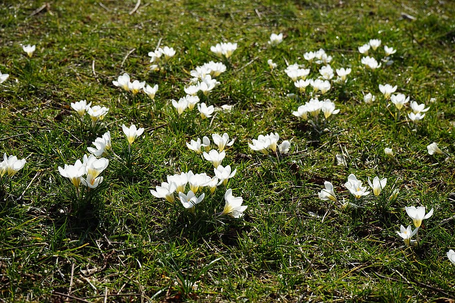 krokus, hvitt lys, blomst, vår, hvit, lys, bühen, fargerik, farge, vakker, skynde, eng, gress, hvit farge, natur, grønn farge, anlegg, blomstrende plante, friskhet, skjønnhet i naturen, skjørhet, sårbarhet, vekst, land, felt, ingen folk, dag, petal, høy vinkel visning, nærbilde, inflorescence, blomsterhodet, utendørs, 5K