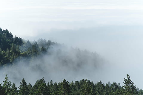 Waldbäume, Nebel, Berg, Wald, Bäume, Kiefer, Wolken, Natur, Grün, Weiß, Himmel, Aussicht, Baum, Ruhe, Tag, Schönheit in der Natur, Landschaft, keine Leute, szenen, ruhige Szene, Pflanze, Szenen - Natur, Wachstum, Land, wolke - himmel, Nicht-städtische Szene, draußen, Umgebung, Nadelbaum, 4K, CC0, gemeinfrei, lizenzfrei