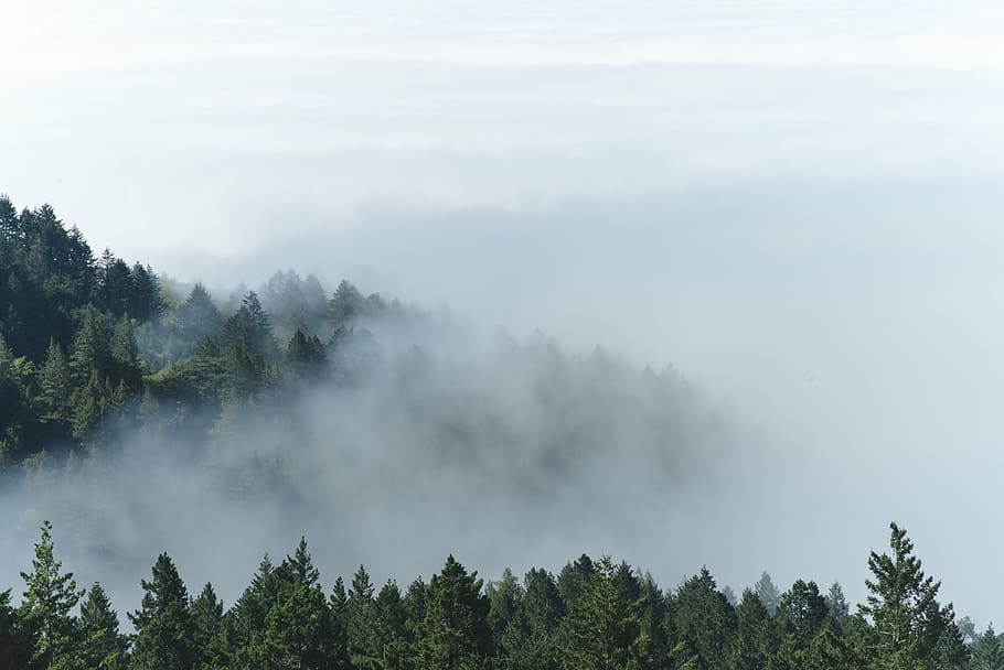 alberi forestali, nebbia, montagna, foresta, alberi, nuvole, natura, verde, bianca, cielo, vista, albero, la tranquillità, giorno, bellezza nella natura, paesaggio, nessuno, Paesaggi, scena tranquilla, pianta, scenics - natura, crescita, terra, nuvola - cielo, scena non urbana, all'aperto, ambiente, bosco, Pino, albero di conifere, 4K