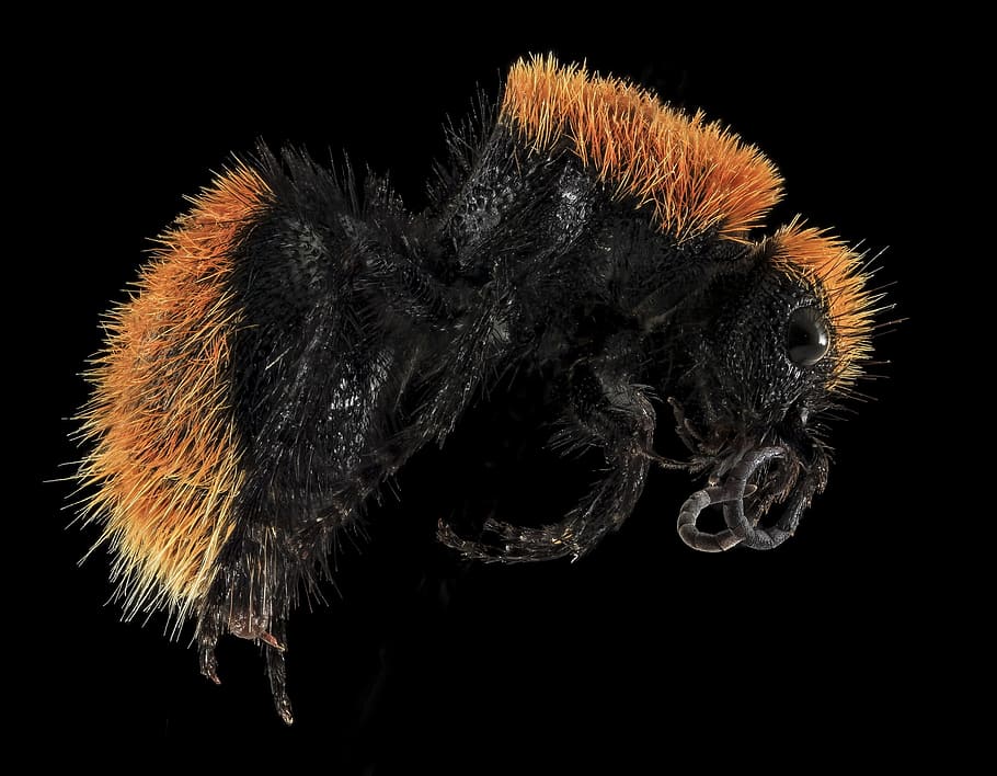 vespa, macro, a cavallo, avvicinamento, formica di velluto, insetto, Mutillidae, senza ali, peloso, femmina, natura, piccolo, girato in studio, un animale, sfondo nero, temi animali, in casa, animale, nessuno, fauna selvatica, fiore, colore nero, pianta fiorita, testa di fiore, animali allo stato selvatico, invertebrato, fragilità, pianta, vulnerabilità, 1080P