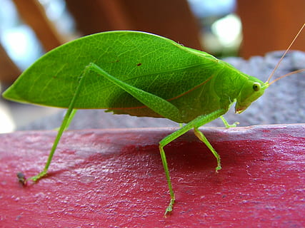 Kricket, Insekt, Grün, Blatt, Pflanzenteil, grüne Farbe, Nahansicht, ein Tier, Tierthemen, Natur, Tiere in freier Wildbahn, Tierwelt, Tier, wirbellos, Fokus auf den Vordergrund, Tag, keine Leute, Pflanze, Tierantenne, Heuschrecke, draußen, Wachstum, 2K, CC0, gemeinfrei, lizenzfrei