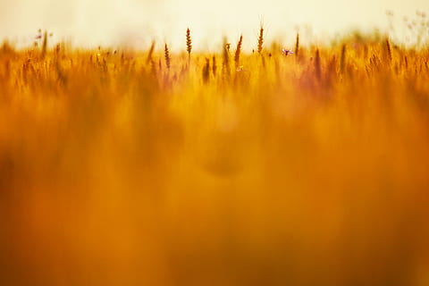 fondo, difuminar, borroso, maizal, campo, grano, trigo, amarillo, planta, cultivo, paisaje, tierra, agricultura, planta de cereal, naturaleza, belleza en la naturaleza, escena rural, crecimiento, ambiente, enfoque selectivo, cielo, puesta de sol, nadie, otoño, tranquilidad, hierba, color naranja, al aire libre, 5K, CC0, dominio público, libre de derechos