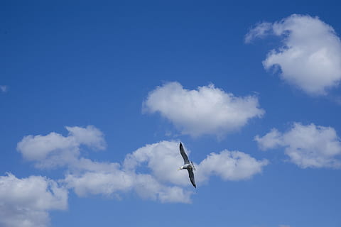 himmel, Sky, luft, skyer, blå, hvit, solenergi, sommer, natur, landskap, bakgrunn, tekstur, mønster, atmosfære, oksygen, ren, fugl, måke, fly, gullfugl, måkene, fred, dyr, fugler, sky - himmel, flying, lav vinkel visning, dyreliv, dyr i naturen, ett dyr, virveldyr, ingen folk, dyre temaer, i lufta, dag, skjønnhet i naturen, spre vinger, utendørs, på farten, 5K, CC0, offentlig domene, opphavsrett gratis