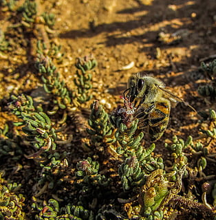 abella, insecte, macro, ocupat, treball, primer pla, animals a la natura, naturalesa, cap gent, planta, centrar-se en primer pla, dia, fauna animal, invertebrat, temes d'animals, creixement, color verd, animal, un animal, a l'aire lliure, bellesa a la natura, enfocament selectiu, terra, camp, 2K, CC0, domini públic, lliure de regalies