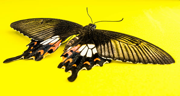 farfalla, insetto, farfalla - insetto, natura, animale, ala animale, giallo, macro, lepidotteri, multicolore, avvicinamento, fauna selvatica, invertebrato, temi animali, un animale, parte del corpo animale, animali allo stato selvatico, bellezza nella natura, sfondo colorato, nessuno, fiore, fragilità, antenna animale, vulnerabilità, impollinazione, 5K, CC0, dominio pubblico, privo di copyright
