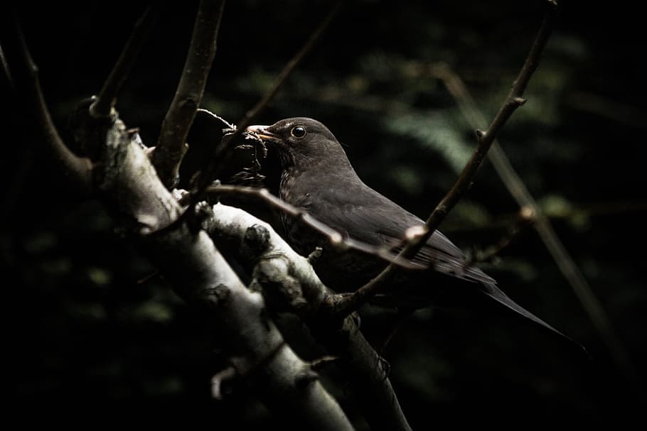 nero, uccello che si appollaia, Marrone, albero, uccello bianco, fotografia ad albero, uccello nero, ramo, uccello, natura, animale, all'aperto, becco, un animale, fauna selvatica, temi animali, animali allo stato selvatico, nessuno, vertebrato, appollaiati, primate, mammifero, mano, pianta, scimmia, concentrarsi sulle conoscenze acquisite, messa a fuoco selettiva, mangiare, 5K