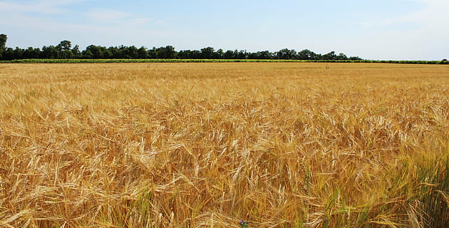Felder, Weizen, Weizenfelder, Getreide, epi, Landwirtschaft, Kulturen, Feld, Frankreich, Natur, Landschaft, Sommer-, Kornähre, Ernte, Getreidepflanze, ländliche Szene, Land, Pflanze, Himmel, Wachstum, Umgebung, Gerste, Ruhe, Bauernhof, Szenen - Natur, Schönheit in der Natur, goldfarben, keine Leute, draußen, reif, Hafer - Ernte, 5K, CC0, gemeinfrei, lizenzfrei