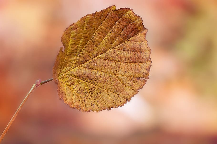 blad, bladblad, blade, individuelt, falde blade, faldfarve, Brun, natur, struktur, efterår, tæt, plante del, plante, lave om, bladvenen, tæt på, træ, udendørs, tør, skønhed i naturen, ingen mennesker, fokus på forgrunden, skrøbelighed, dag, miljø, selektiv fokusering, sårbarhed, naturlig tilstand, efterårssamling, 1080P