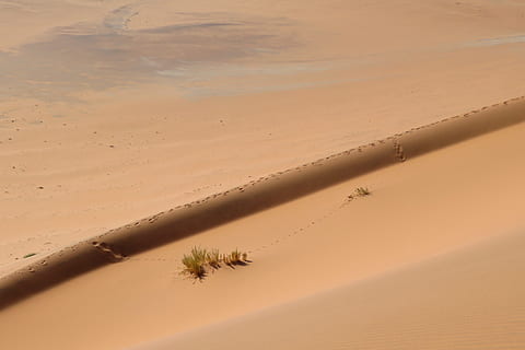 sabbia, duna, sfondo, schermo, deserto, tracce, non, umano, scalata, ascensione, namibia, Africa, paesaggio, doré, giallo, terra, duna di sabbia, la tranquillità, scenics - natura, clima, natura, scena tranquilla, clima arido, bellezza nella natura, nessuno, ambiente, scena non urbana, acqua, a distanza, spiaggia, all'aperto, giorno, 5K, CC0, dominio pubblico, privo di copyright