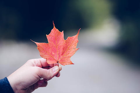 person, holding, orange, maple leaf, selective, focus photography, red, leaf, hand, autumn, fall, season, human hand, human body part, plant part, one person, body part, change, close-up, nature, focus on foreground, finger, day, human finger, unrecognizable person, outdoors, human limb, natural condition, 5K, CC0, public domain, royalty free
