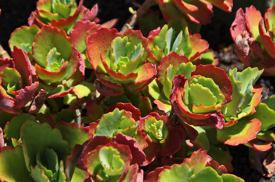 lanzarote, suculent, persistent, vermell, verd, fulles, naturalesa, botànica, color verd, menjar i beguda, full, cap gent, primer pla, planta, creixement, bellesa a la natura, part de la planta, planta suculenta, centrar-se en primer pla, dia, frescor, enfocament selectiu, vista d’angle alt, llum solar, a l'aire lliure, flor, cap de flor, 4K