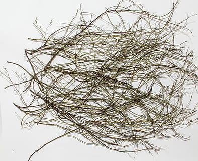 branques, fregar, menta, sec, matollar, fons blanc, cap gent, ciència, biologia, naturalesa, microbiologia, branca, tir de l'estudi, primer pla, a l'interior, natura morta, arbre, planta, cel, tallar, vista d’angle baix, arbre nu, enredat, menjar i beguda, metall, cel clar, 1080P, CC0, domini públic, lliure de regalies