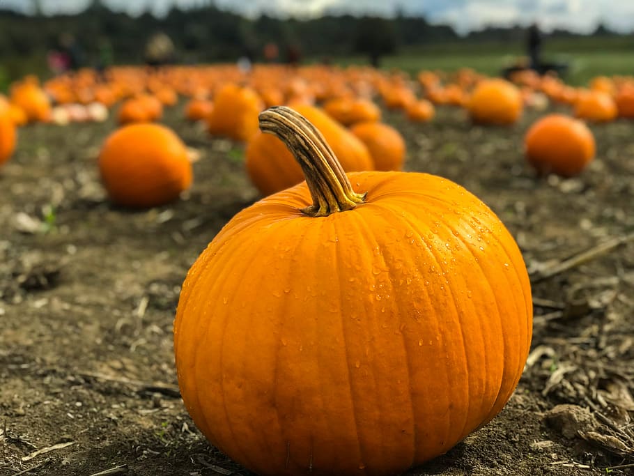 orange, græskar, grå, Mark, grøn, græsarealer, dagtimerne, selektiv, fokus fotografering, græskar patch, høst, regn, træ, blad, halloween, iphone, oktober, majs, efterår, gård, barn, familie, mad, mad og drikke, grøntsag, orange farve, fest, friskhed, sund kost, landbrug, natur, velvære, plante, fokus på forgrunden, ingen mennesker, jord, udendørs, dag, organisk, jack o 'lantern, moden, 4K
