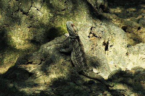 zwierzęta domowe, jaszczurka, brodaty, smok, zwierzę, kręgowiec, zwierzęta na wolności, Natura, tematy zwierzęce, zwierzęca przyroda, jedno zwierzę, skała, wysoki kąt widzenia, żadnych ludzi, gad, dzień, rock - obiekt, światło słoneczne, solidny, wylądować, na dworze, szorstki, iguana, 1080P, CC0, domena publiczna, darmowe zdjęcia