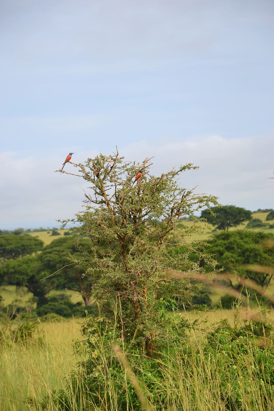 ptasie życie, uganda, drzewo, roślina, niebo, wzrost, pole, piękno natury, Natura, wylądować, trawa, dzień, zielony kolor, środowisko, spokój, krajobraz, spokojna scena, latający, scenics - natura, scena pozamiejska, chmura - niebo, na dworze, żadnych ludzi, 4K