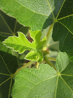 figenblad, blad, grøn, bud, ung, ny, struktur, tæt, plante del, grøn farve, tæt på, plante, natur, bladvenen, vækst, dag, ingen mennesker, skønhed i naturen, udendørs, friskhed, mad, selektiv fokusering, fokus på forgrunden, sollys, mad og drikke, høj vinkel visning, blade, 4K, CC0, offentligt domæne, royaltyfrie