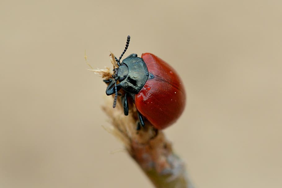 rot, schwarz, Fehler, Zweig, Käfer, roter Käfer, Insekt, schließen, Makro, Natur, Tierthemen, Tierwelt, Tiere in freier Wildbahn, Nahansicht, ein Tier, keine Leute, draußen, wirbellos, Tier, selektiver Fokus, Tierkörperteil, Fokus auf den Vordergrund, Tag, fliegen, Zoologie, Tierflügel, Tierauge, 2K