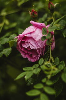 berkembang, mekar, embun, flora, bunga, kuncup bunga, Daun-daun, makro, menanam, mawar, pertumbuhan, alam, daun bunga, keindahan di alam, tidak ada orang, peony, kerapuhan, kesegaran, tanaman berbunga, merapatkan, kerentanan, hal berkembang, warna merah jambu, kepala bunga, daun, bagian tanaman, bunga mawar, fokus selektif, di luar rumah, ungu, kelembutan, sepal, 5K, CC0, domain publik, bebas royalti