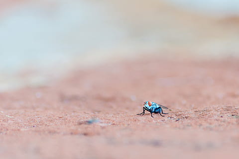 selectiu, focalitzar la fotografia, blau, taronja, insecte, sòl, volar, error, sorra, fauna animal, animals a la natura, enfocament selectiu, terra, un animal, invertebrat, naturalesa, dia, platja, primer pla, cap gent, a l'aire lliure, formiga, bellesa a la natura, longitud completa, petit, 4K, CC0, domini públic, lliure de regalies