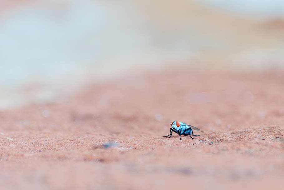 selectiu, focalitzar la fotografia, blau, taronja, insecte, sòl, volar, error, sorra, fauna animal, animals a la natura, enfocament selectiu, terra, un animal, invertebrat, naturalesa, dia, platja, primer pla, cap gent, a l'aire lliure, formiga, bellesa a la natura, longitud completa, petit, 4K